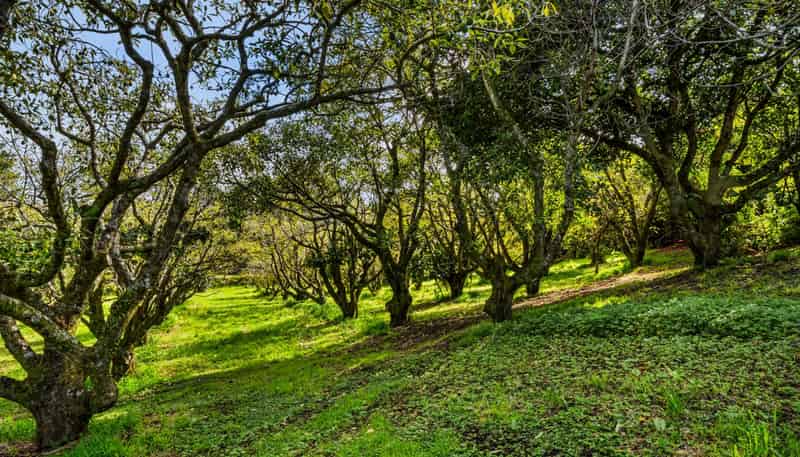 20 McLaren Falls Road, Lower Kaimai