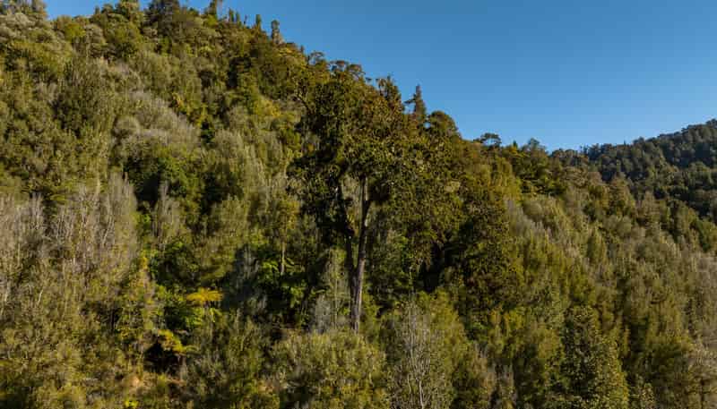 3008 Waitotara Valley Road, Waitotara