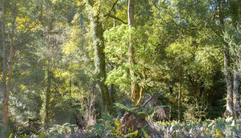 3008 Waitotara Valley Road, Waitotara
