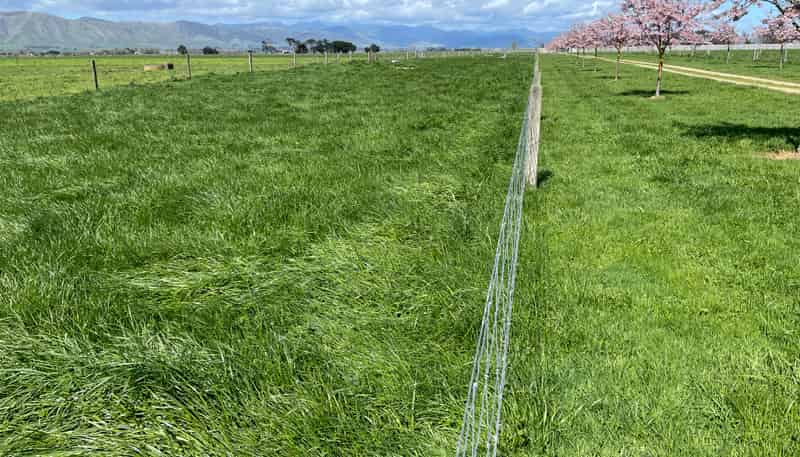 565A Tane Road, Opiki