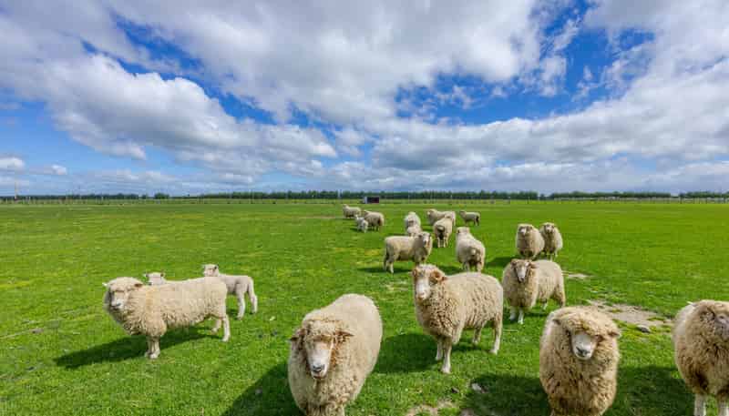 1182A Tikokino Road, Waipawa
