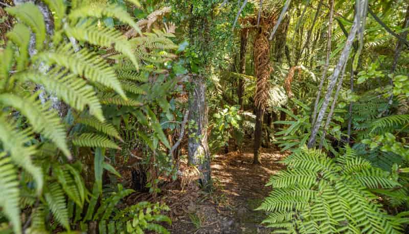 200B McPhail Road, Oropi