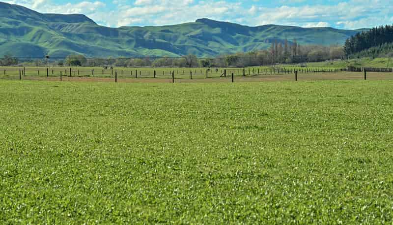 1269 Elsthorpe Road, Otane