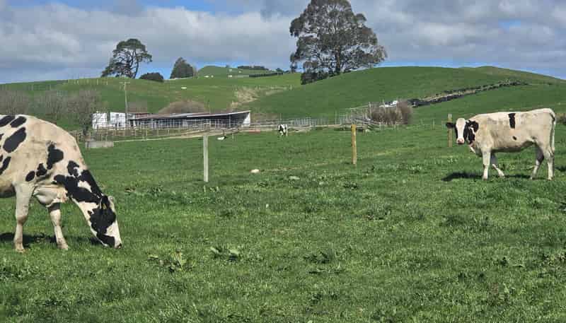 128 Waikaukau Road, Ngakuru