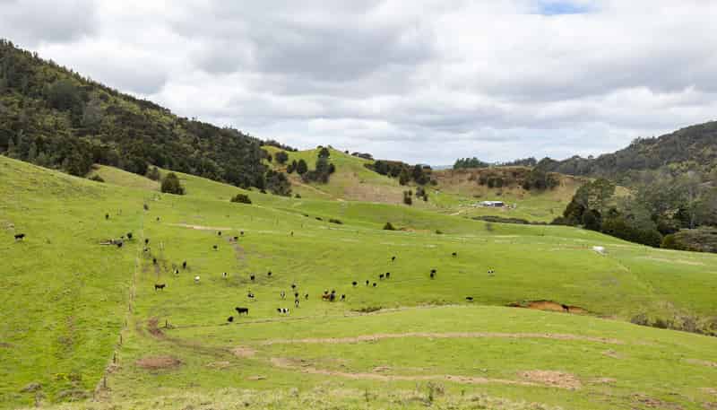 220 Kaimarama Road, Whitianga
