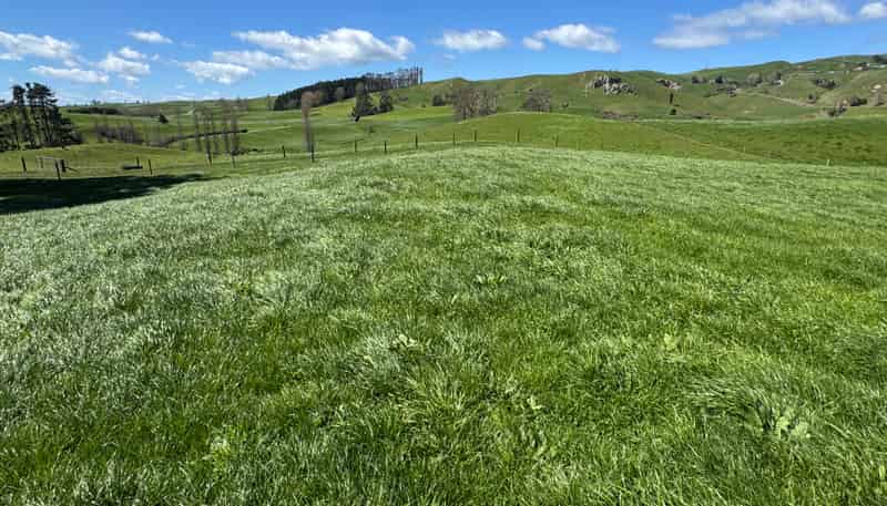 530 Mangatutu Rd RD3, Maihiihi