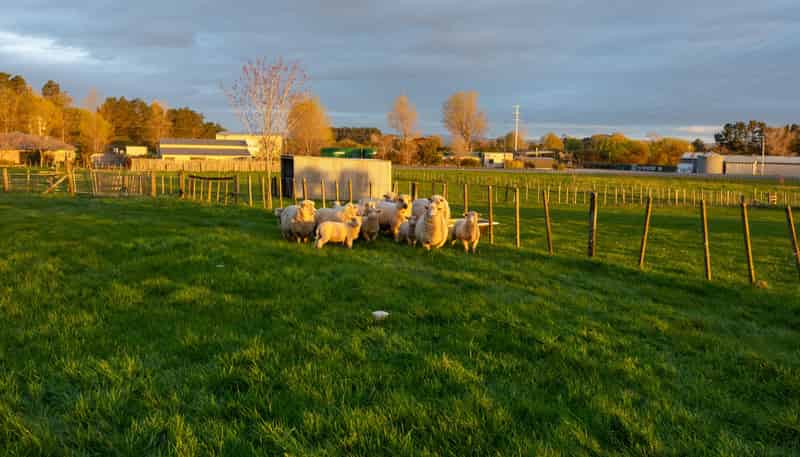 1 Satori Way, Feilding