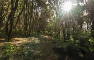 1/20 Taiwawe Lane, Hot Water Beach