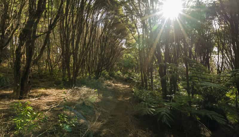 1/20 Taiwawe Lane, Hot Water Beach