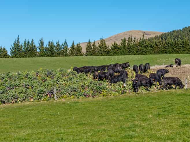 405 Upper Downs Road, Mount Somers