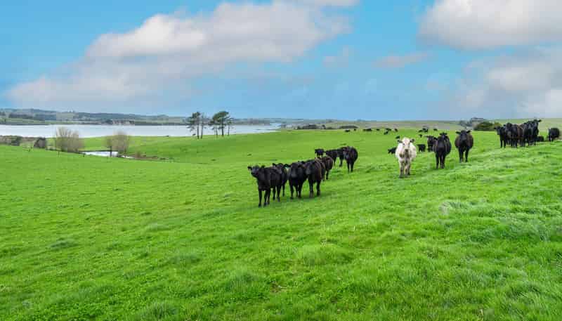 Lot 2 Neems Road, Matakohe