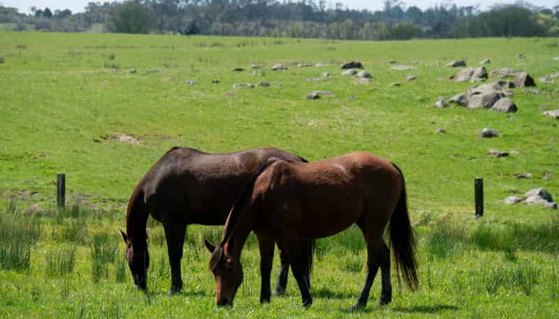 562E Waimate North Road, Kerikeri