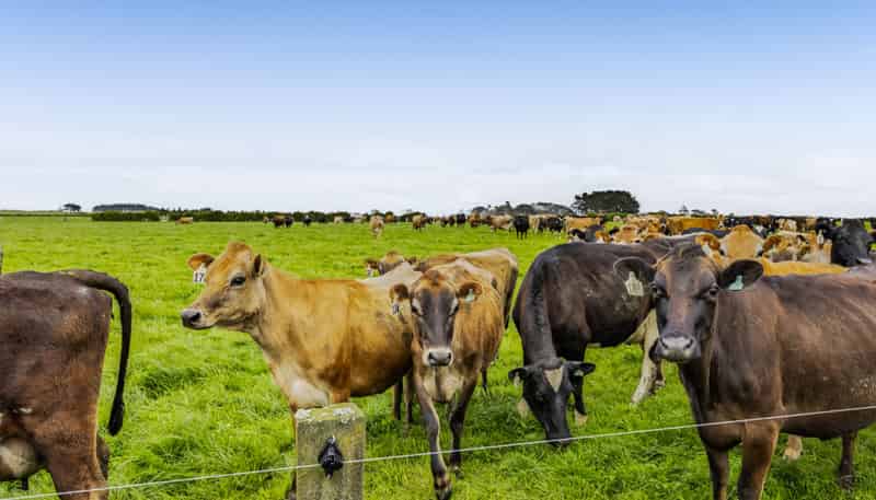624 Meremere Road, Hawera