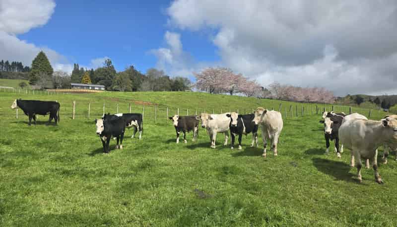 694 Troopers Road, Te Kuiti