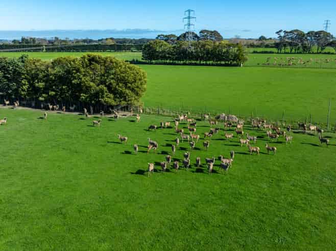 318 Aorangi Road, Aorangi