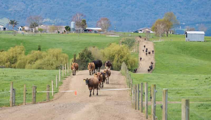 52 Kerr Road, RD 3, Te Poi, Matamata