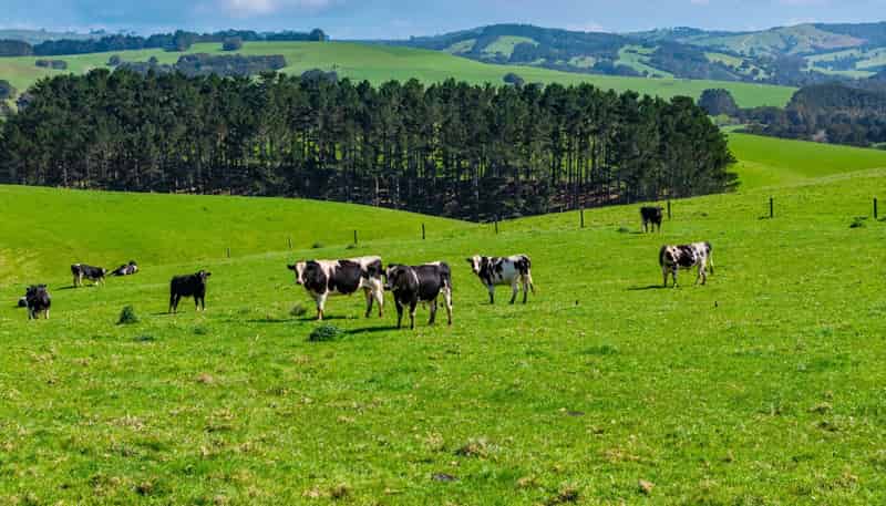 3902 State Highway 12, Dargaville
