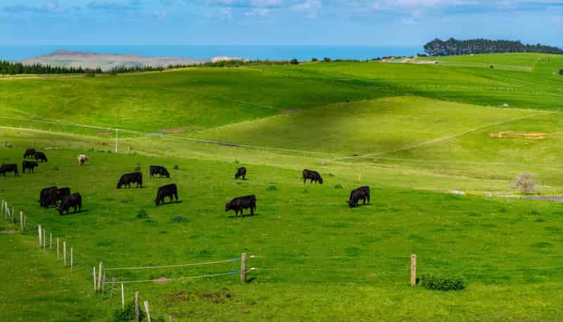3902 State Highway 12, Dargaville
