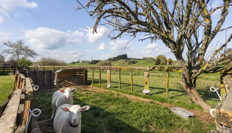 317B Inglefield Street, Pirongia