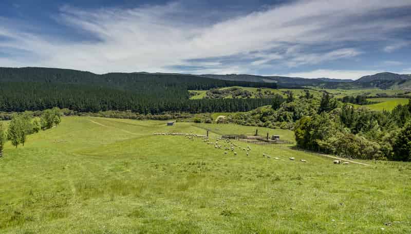 1127 Glenross, Waiwhare
