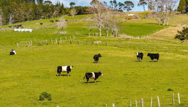 229 Bald Hill Road, Waitoki