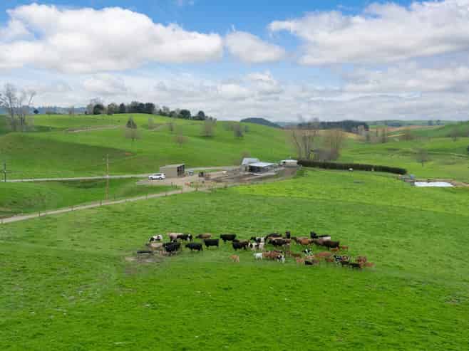 703 Bayley Road, Te Awamutu