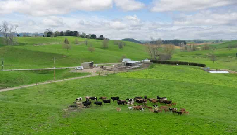 703 Bayley Road, Te Awamutu