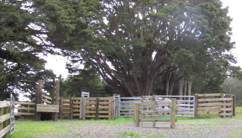  Tremain Road, Ruatangata West