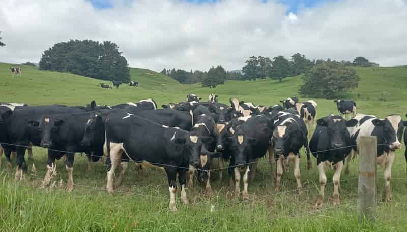 1070 Tangihua Road, Maungakaramea