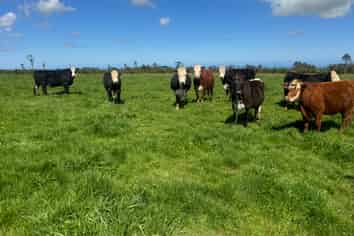 1110 Kaweora Road, Opunake