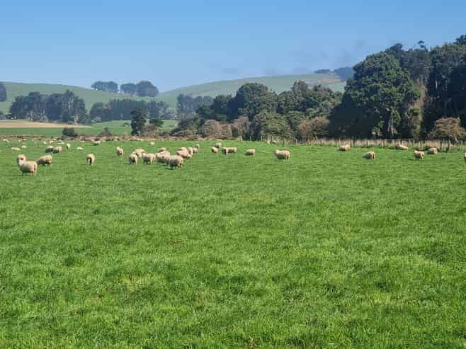 620 Hinahina Road, Catlins Forest Park