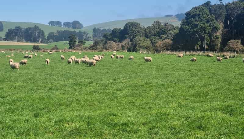 620 Hinahina Road, Catlins Forest Park