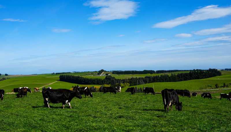 696 Jacks Hill Road, Waimahaka