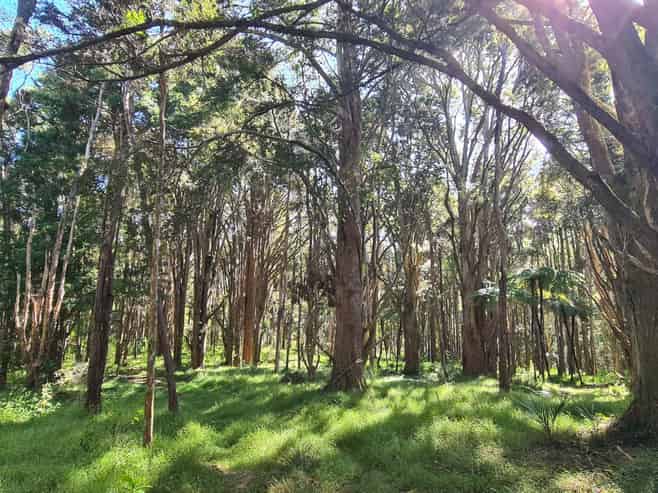 297A Wilson Road, Wellsford