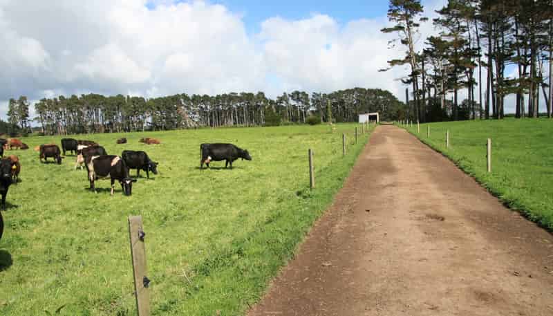 297 Mangawhero Road, Kaponga