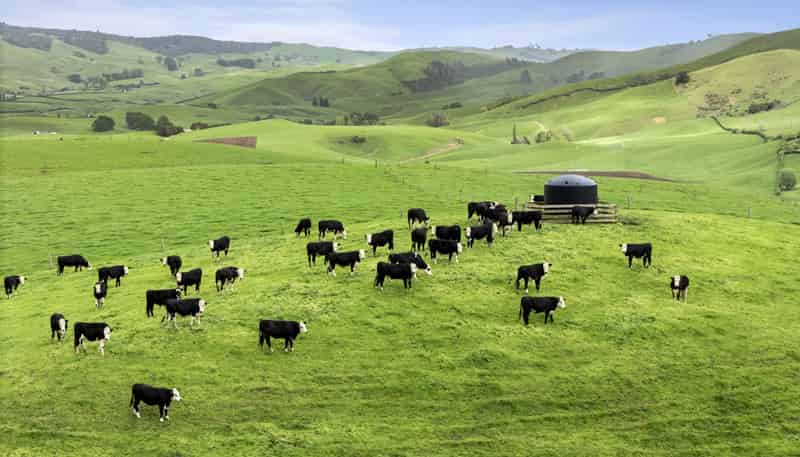 637 to 897 Tahuroa Road, Morrinsville
