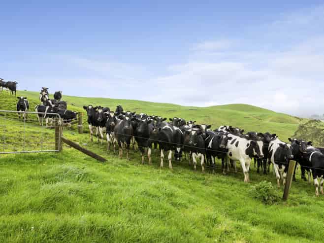 897 and 63 Tahuroa Road, Morrinsville