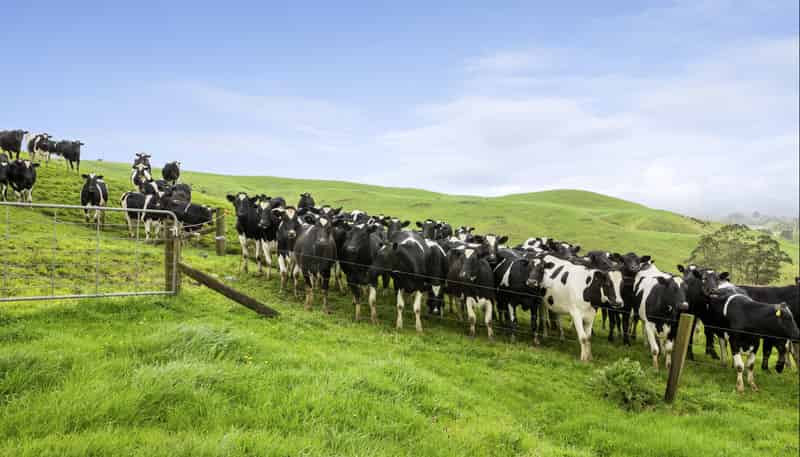 637 to 897 Tahuroa Road, Morrinsville