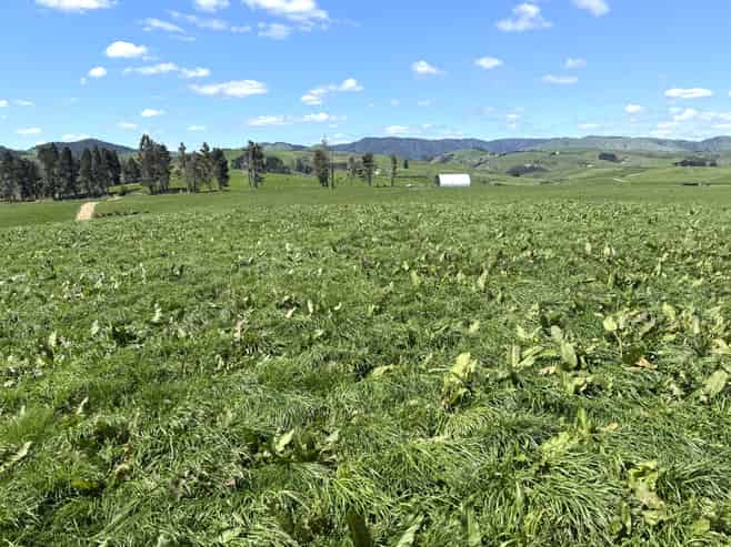 204 Mangatutu Road RD2, Maihiihi