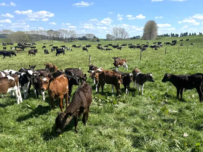 204 Mangatutu Road RD2, Maihiihi