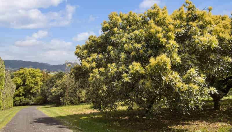 22A Noron Place, Katikati