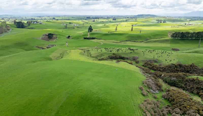 17 Chepmell Road, Morrinsville
