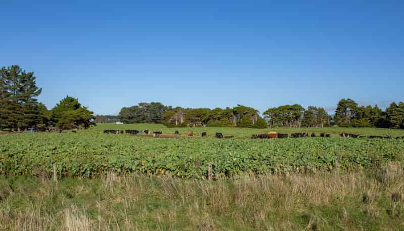 454 Parkville Road, Eketahuna