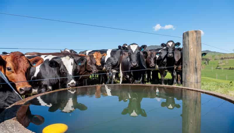 231A Morgan Road, Matamata