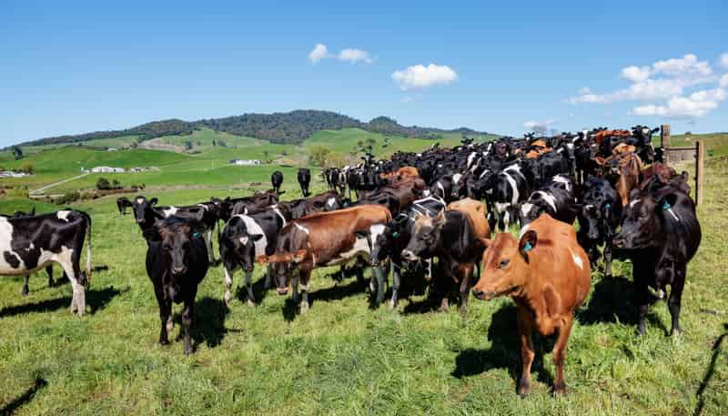231A Morgan Road, Matamata