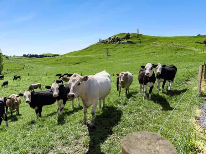 141 Puketirau Road, Tirau