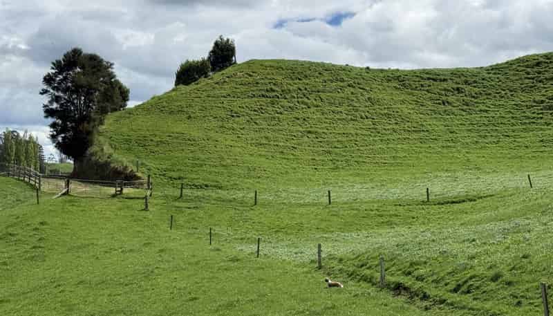 141 Puketirau Road, Tirau