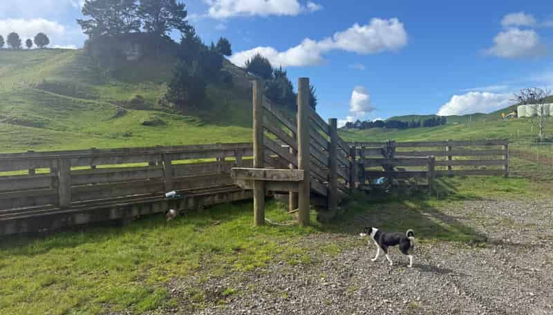 141 Puketirau Road, Tirau