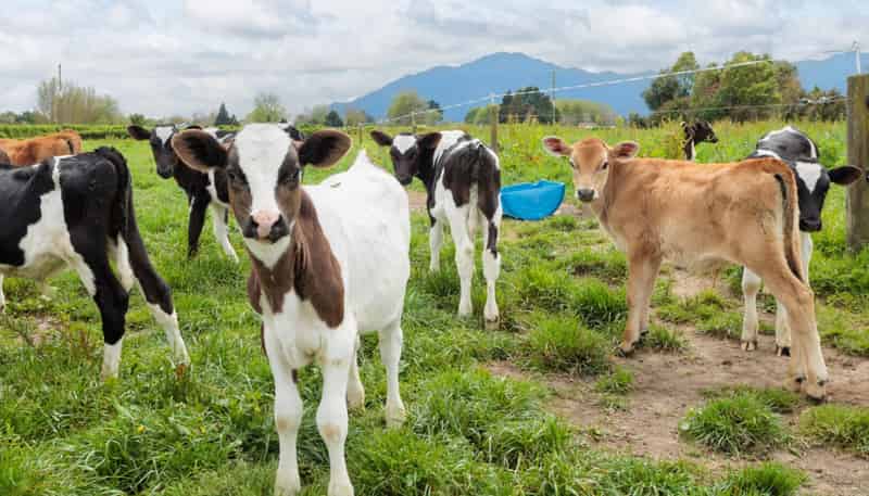 512 Manawaru Road, Te Aroha