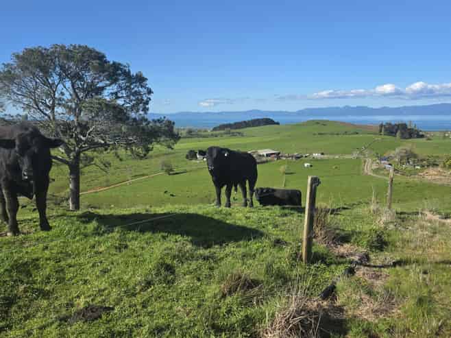 591D East Coast Road, Kaiaua